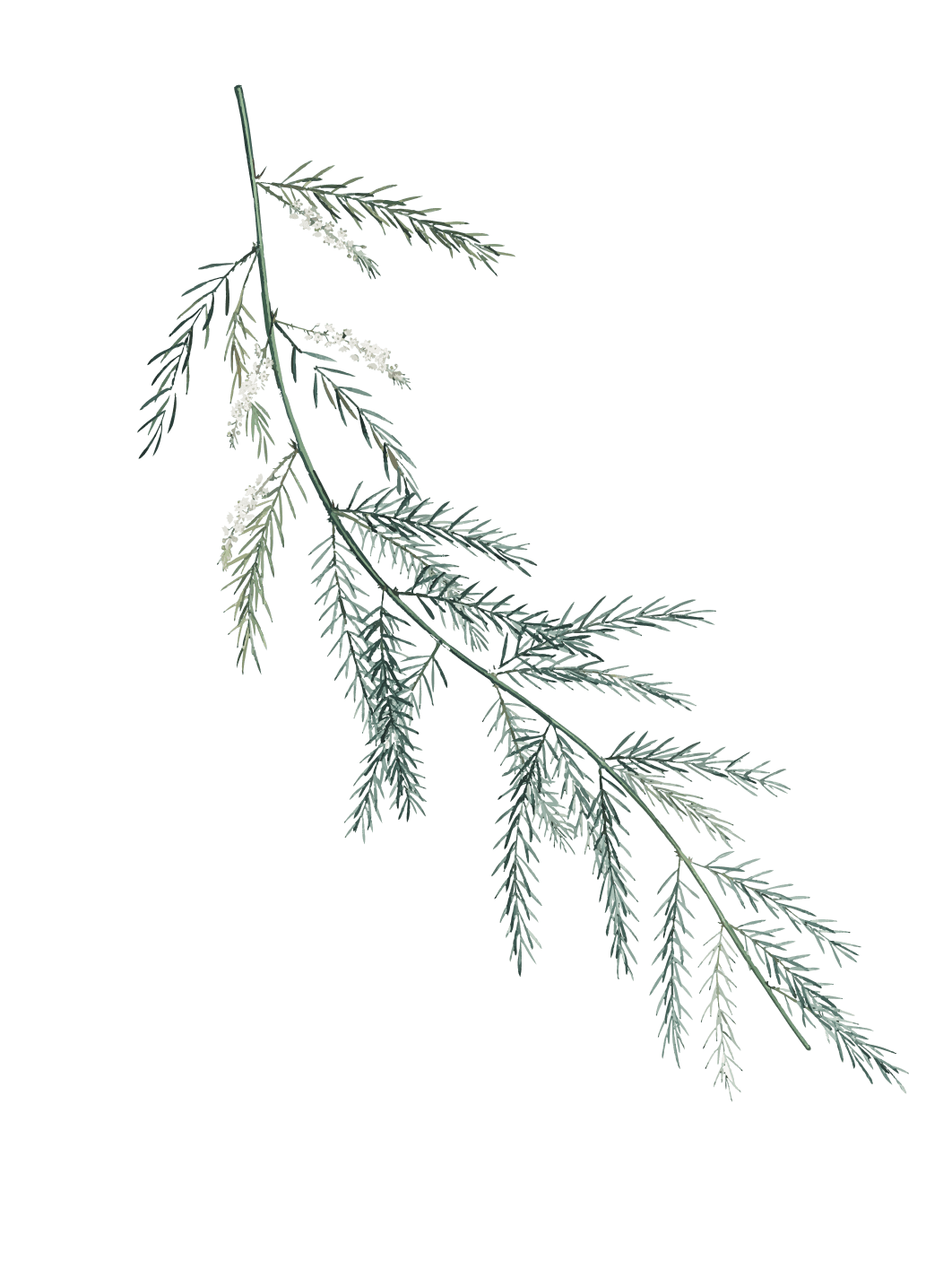 families-tree