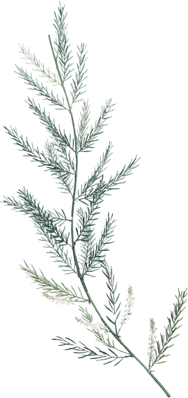 families-tree
