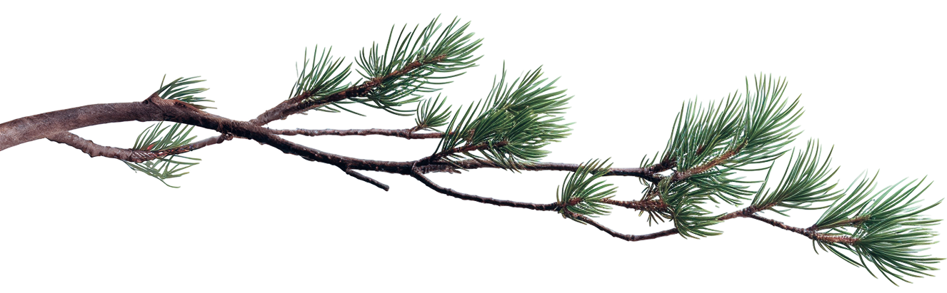 why tree