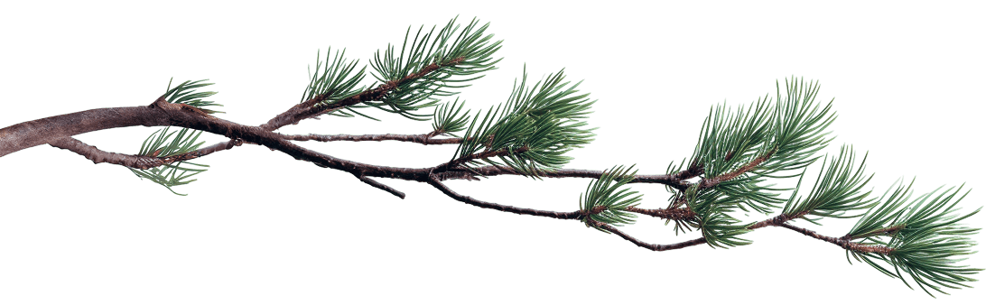 why tree